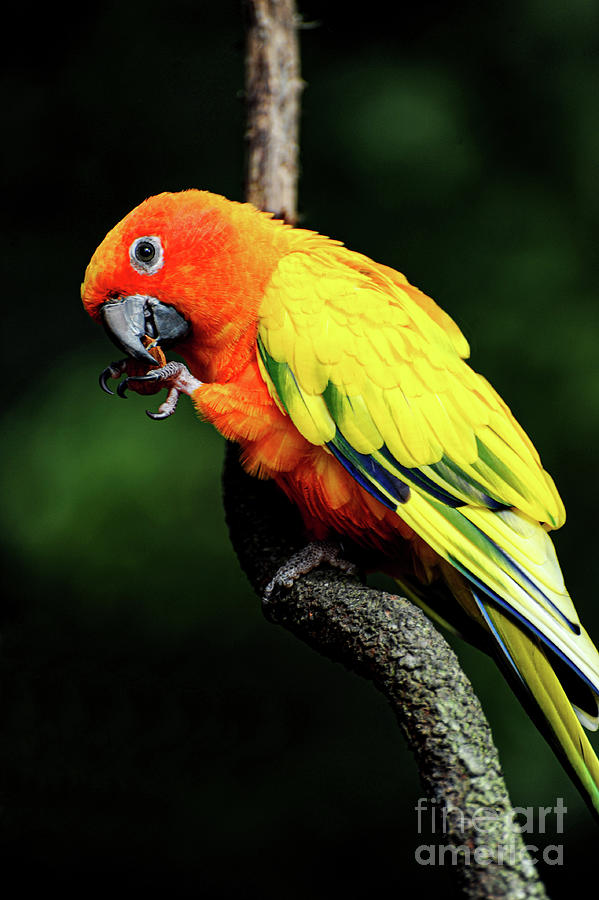 Eastern Rosella Rainbow Parrot sitting on a branch and eating.  Photograph by Gunther Allen
