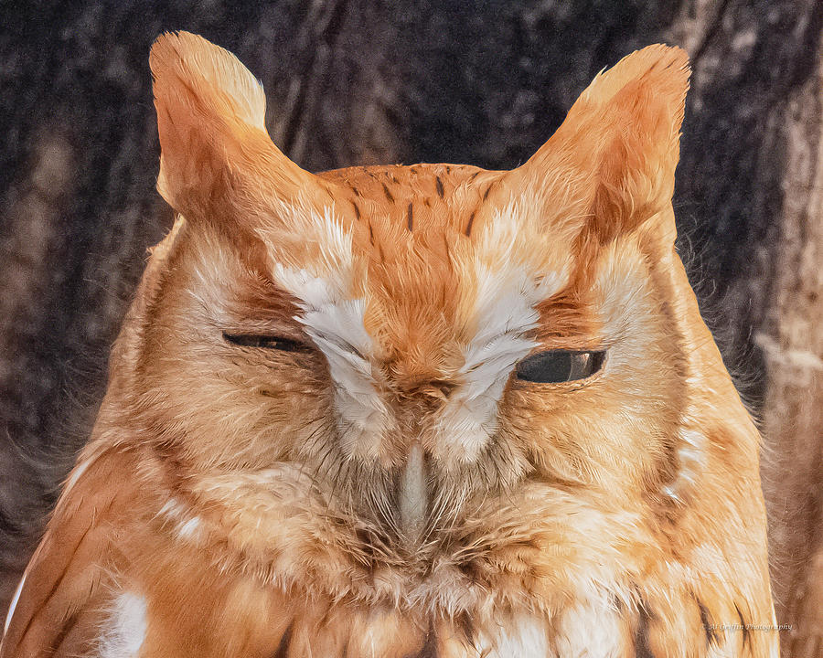 Eastern Screech Owl 1 Photograph by Al Griffin
