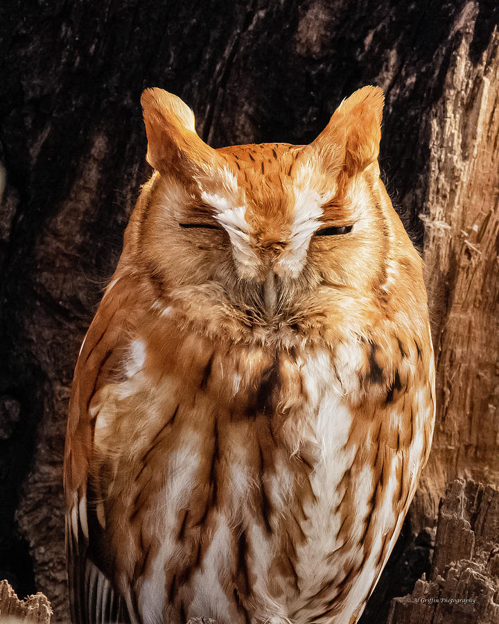 Eastern Screech Owl 2 Photograph by Al Griffin