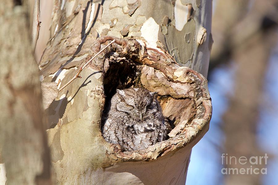 Eastern Screech Owl at Ottawa National Wildlife Refuge Photograph by Yvonne M Smith
