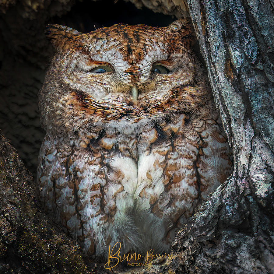 Eastern screech owl Photograph by Bruno Barriere - Fine Art America