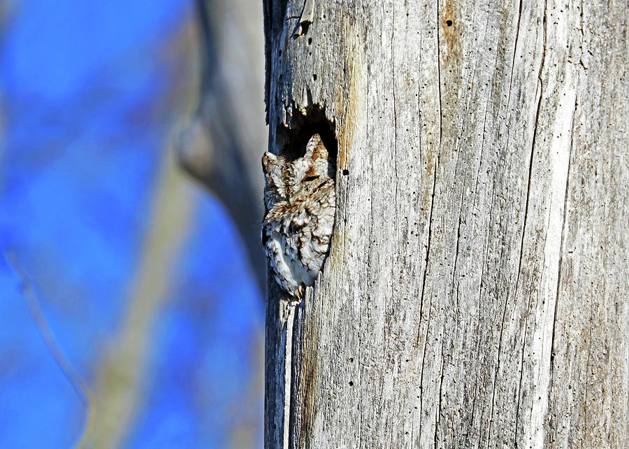 Eastern Screech Owl Photograph by Debbie Oppermann