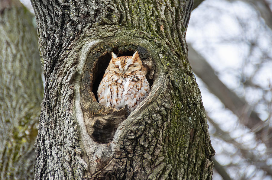 Eastern Screech Owl Photograph by Drake Pusey - Fine Art America