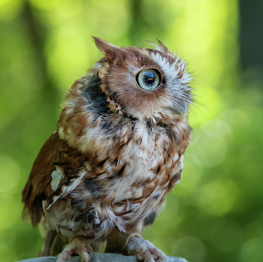 Eastern Screech Owl - Huron County Nature Center, Michigan USA ...