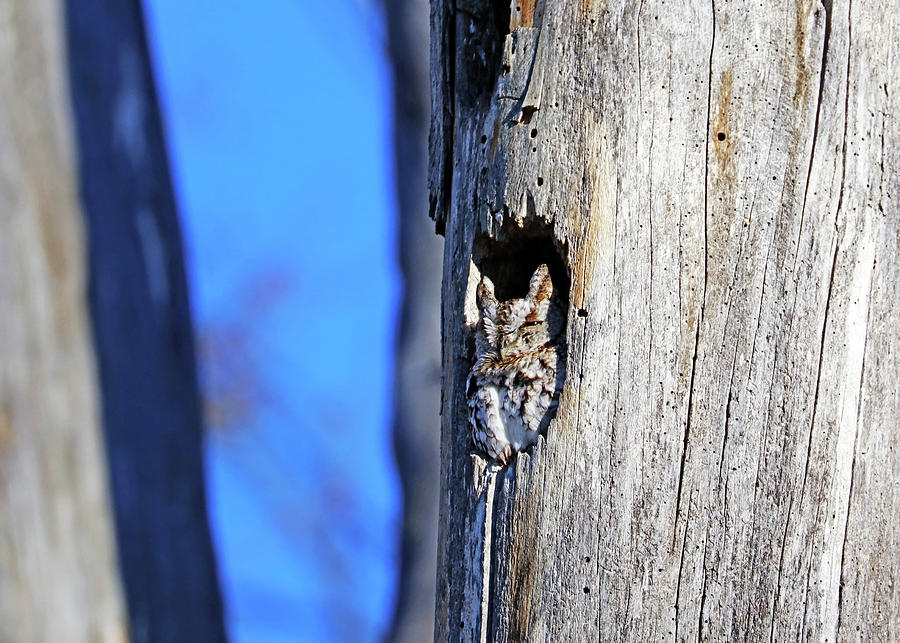Eastern Screech Owl In Daytime Hideaway Photograph by Debbie Oppermann