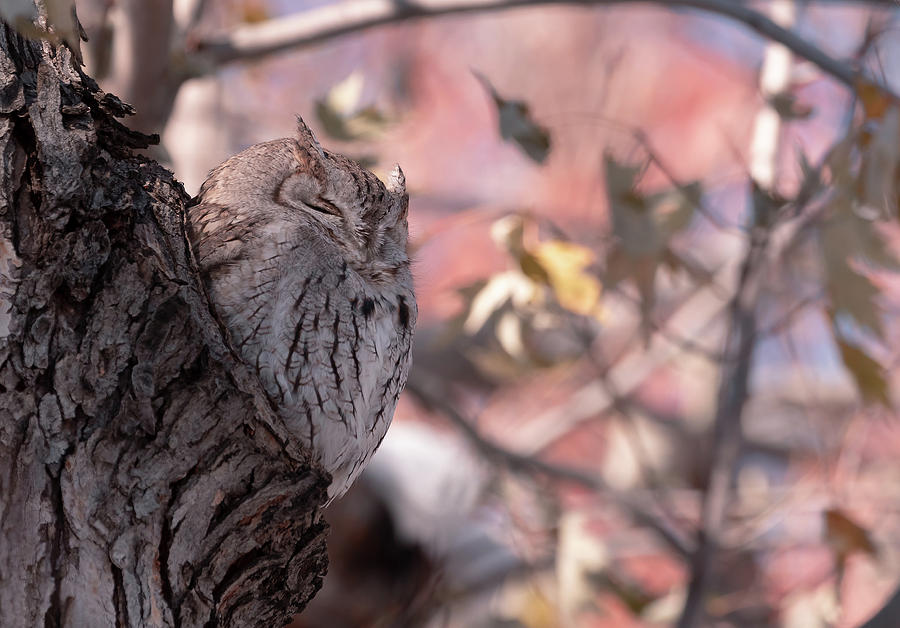 Eastern Screech Owl in Fall #1 Photograph by Mindy Musick King