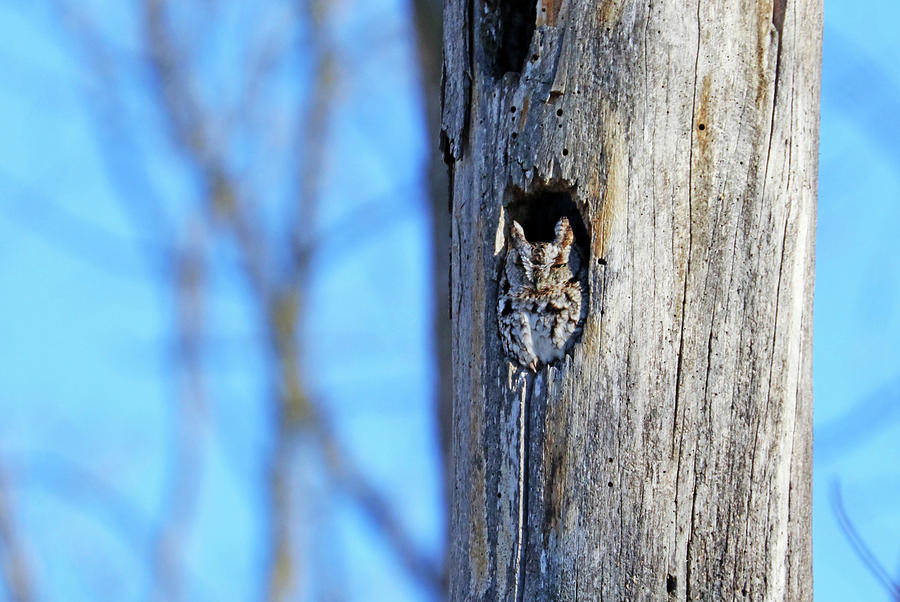 Eastern Screech Owl In Tree Cavity Photograph by Debbie Oppermann