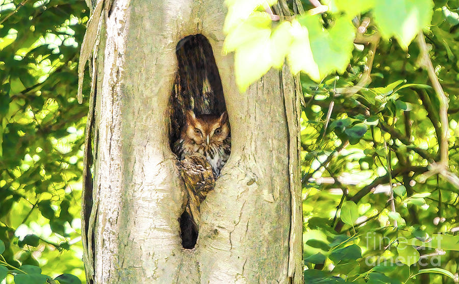 Eastern Screech Owl In Tree Nest Photograph by Charline Xia