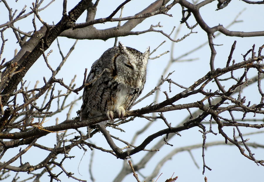 Eastern Screech Owl Photograph by Katie Keenan