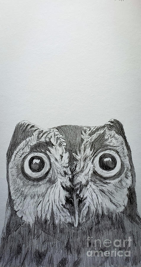 Eastern Screech Owl Drawing by Mary Capriole