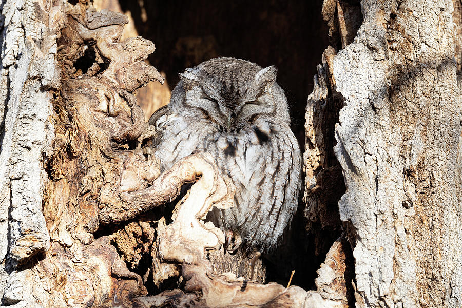Eastern Screech Owl Naps in the Warming Sun Photograph by Tony Hake