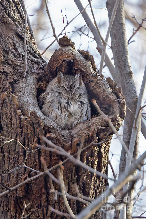 Eastern Screech Owl Photograph by Natural Focal Point Photography