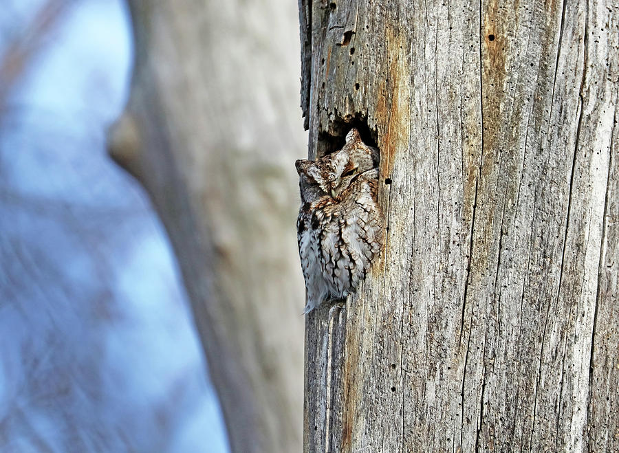 Eastern Screech Owl One Eye Open Photograph by Debbie Oppermann