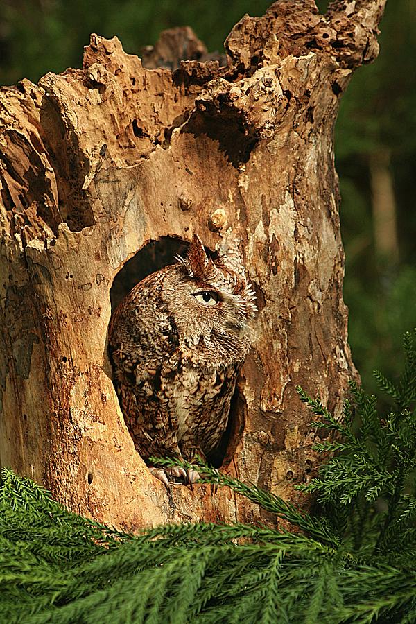 Eastern Screech Owl Peeking Out Photograph