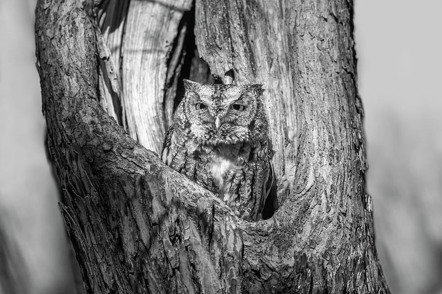 Eastern Screech owl Photograph by Puttaswamy Ravishankar