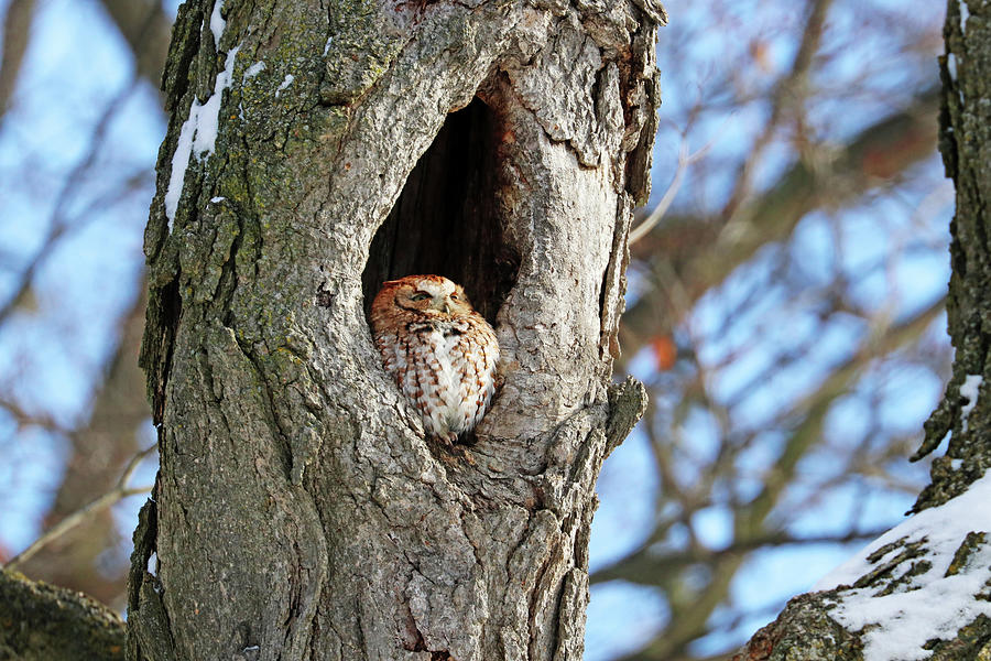 Eastern Screech Owl Red Morph Photograph by Debbie Oppermann