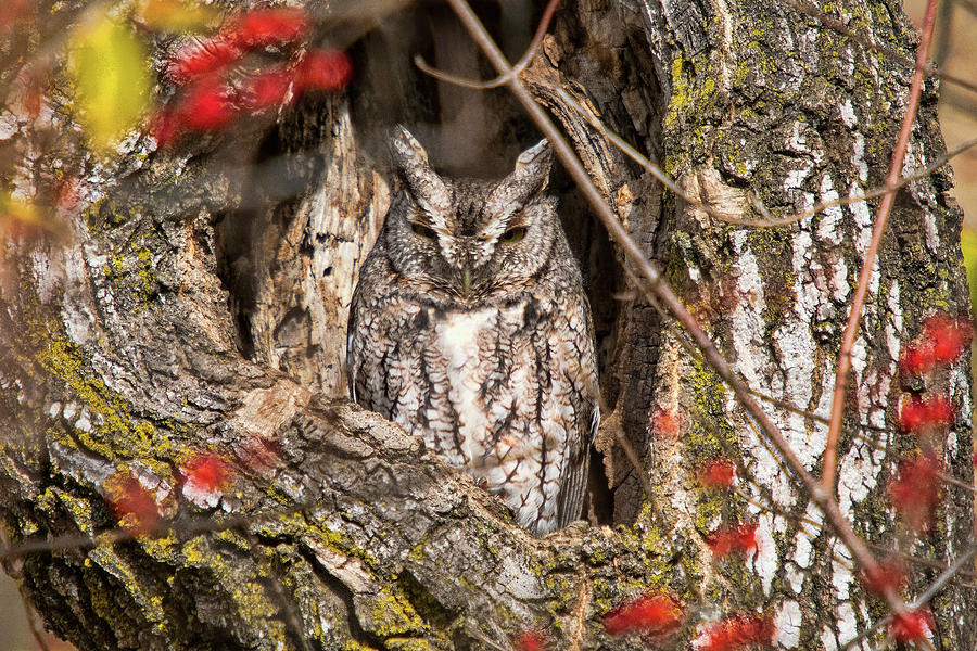 Eastern Screech Owl Photograph by Steve Stuller