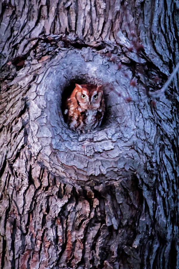 Eastern Screech Owl In Tree Photograph by Terry DeLuco