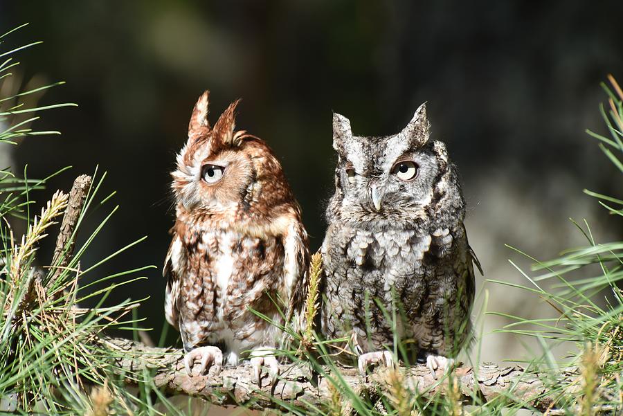 Eastern Screech Owls 622 Photograph by Joyce StJames