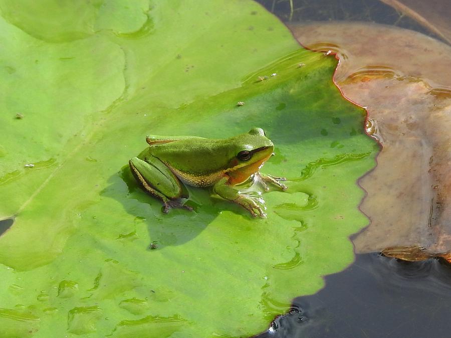 Eastern sedge frog 2 Photograph by Athol KLIEVE - Pixels