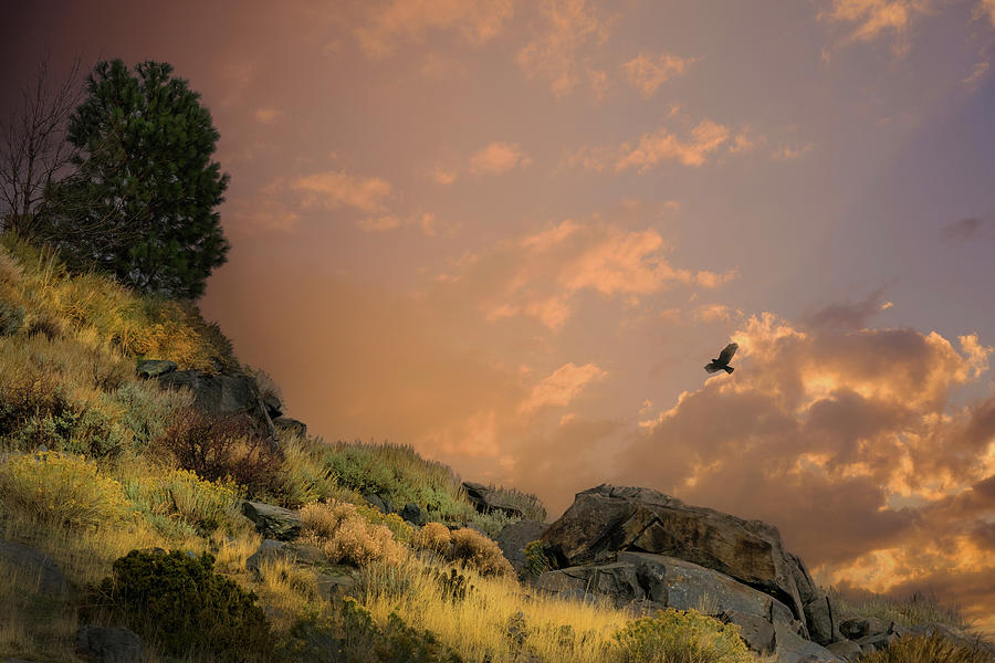 Eastern Sierra Hawk Photograph by Frank Wilson