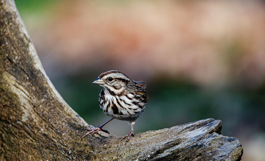 Eastern Song Sparrow Photograph by Jim Cook