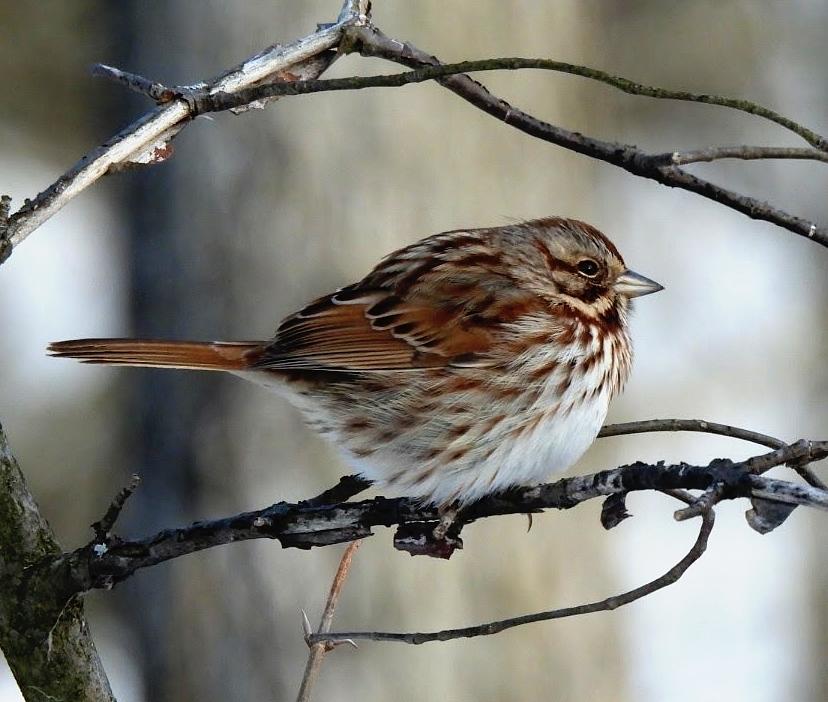 Eastern Song Sparrow Photograph by Judy Stepanian