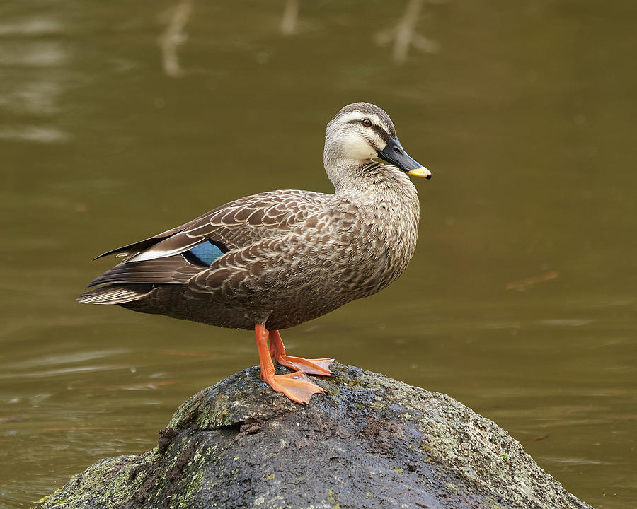 Birds Photograph - Eastern Spot-billed Duck, Nara Japan by Doug Herr Birds Photograph - Eastern Spot-billed Duck, Nara Japan by Doug Herr