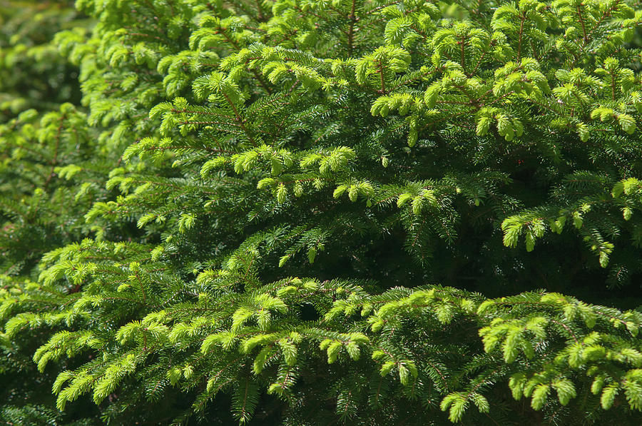 Eastern Spruce Photograph by Jenny Rainbow