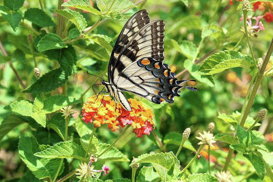 Eastern Swallowtail and Lantana II Photograph by Carol Montoya