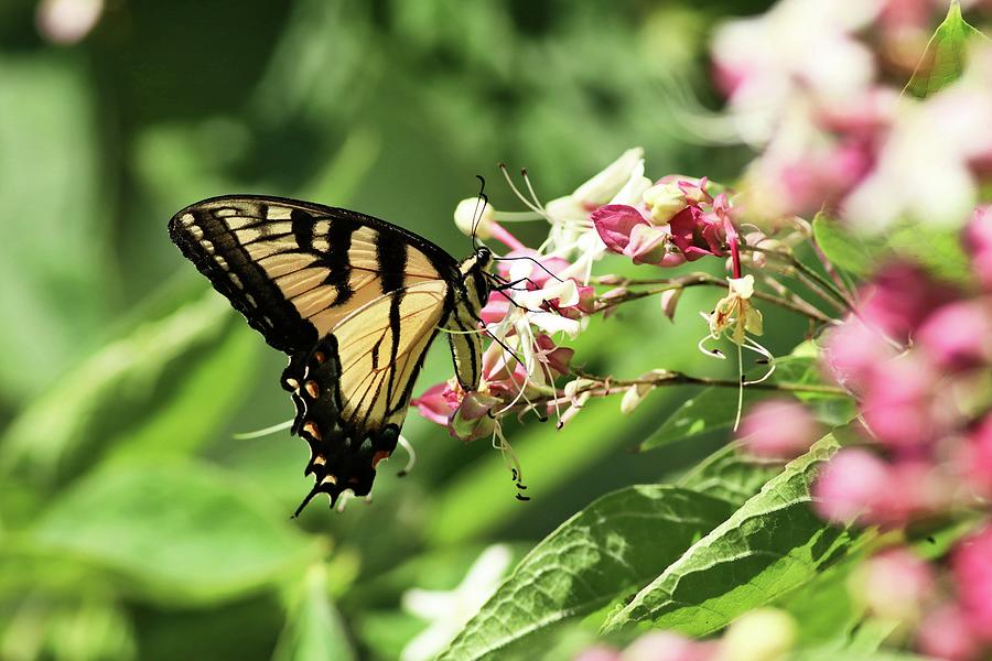 Eastern Swallowtail and The Peanut Butter Tree Photograph by Carol Montoya