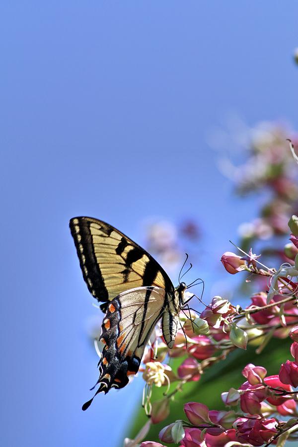 Eastern Swallowtail and The Peanut Butter Tree II Photograph by Carol Montoya