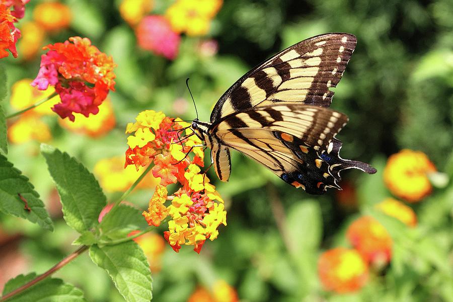 Eastern Swallowtail Butterfly and Lantana  Photograph by Carol Montoya