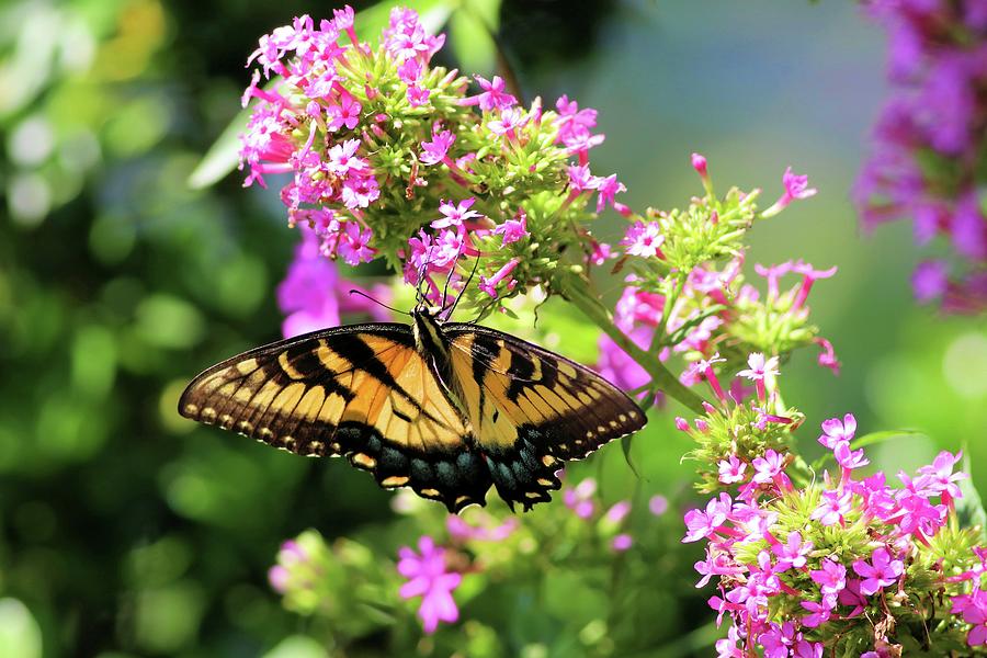 Eastern Swallowtail Butterfly Lake Lure North Carolina Photograph by Carol Montoya