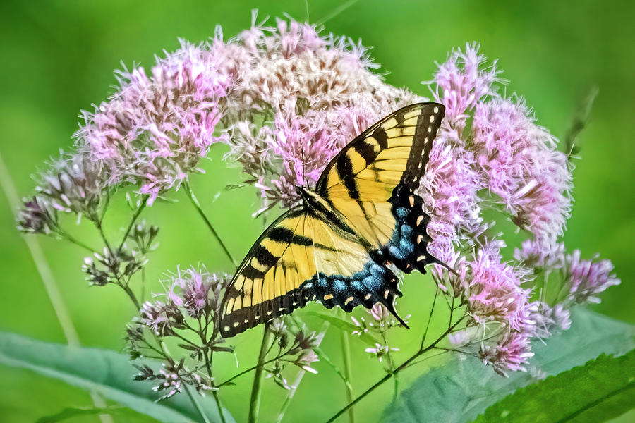 Eastern Swallowtail Butterfly On Joe Pye Weed Photograph