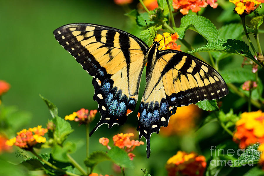 Eastern Swallowtail Butterly Photograph by Sandi OReilly