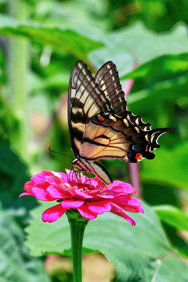 Eastern Swallowtail Butterfly on Zinnia Flower  Photograph by Carol Montoya