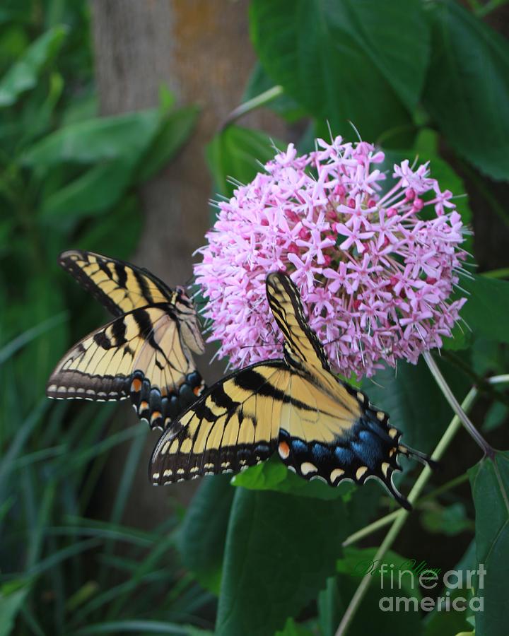 Eastern Swallowtail Photograph by Dodie Ulery