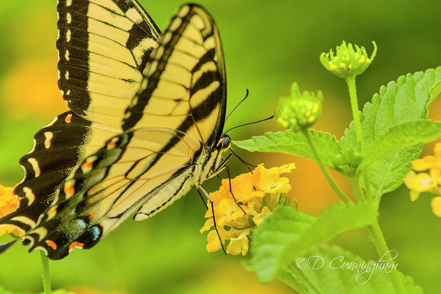 Eastern Swallowtail  Photograph by Dorothy Cunningham