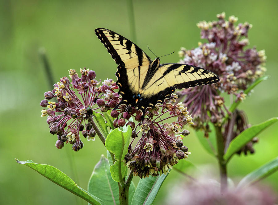Eastern Swallowtail on Milkweed 2020 Photograph by Lara Ellis