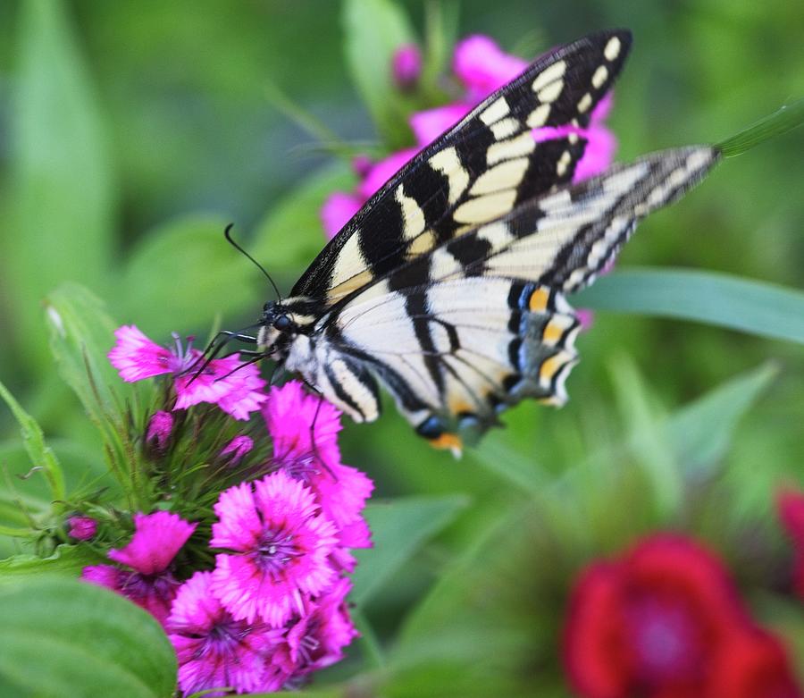 Eastern Swallowtail on wildflowers Photograph by Sharon Wilkinson