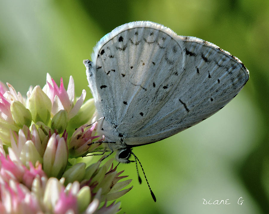Eastern Tailed-Blue Butterfly Photograph by Diane Giurco