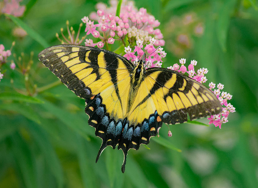 Eastern Tiger Swallow Tail Photograph by Murdock Photography | Fine Art ...