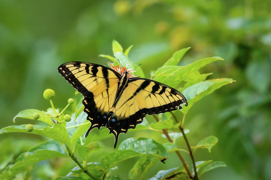 Eastern Tiger Swallowtail-1 Photograph by John Kirkland