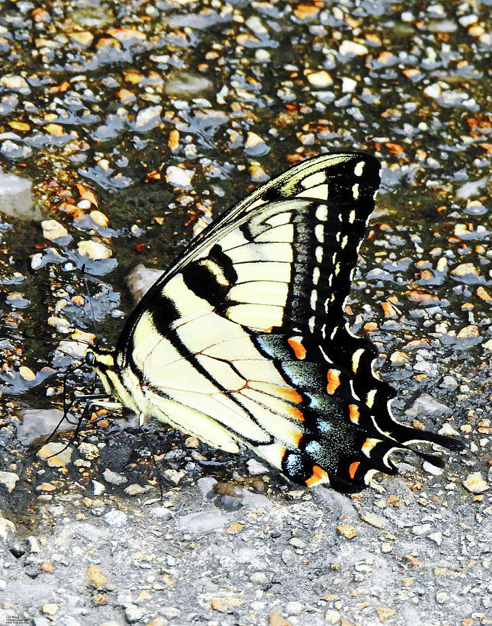 Eastern Tiger Swallowtail 101 Photograph by Lizi Beard-Ward - Fine Art ...