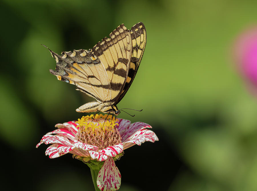 Eastern Tiger Swallowtail 2016-2 Photograph