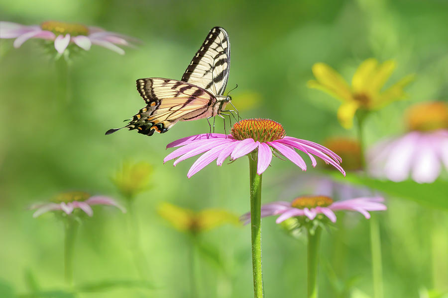 Eastern Tiger Swallowtail 2021 02 Photograph