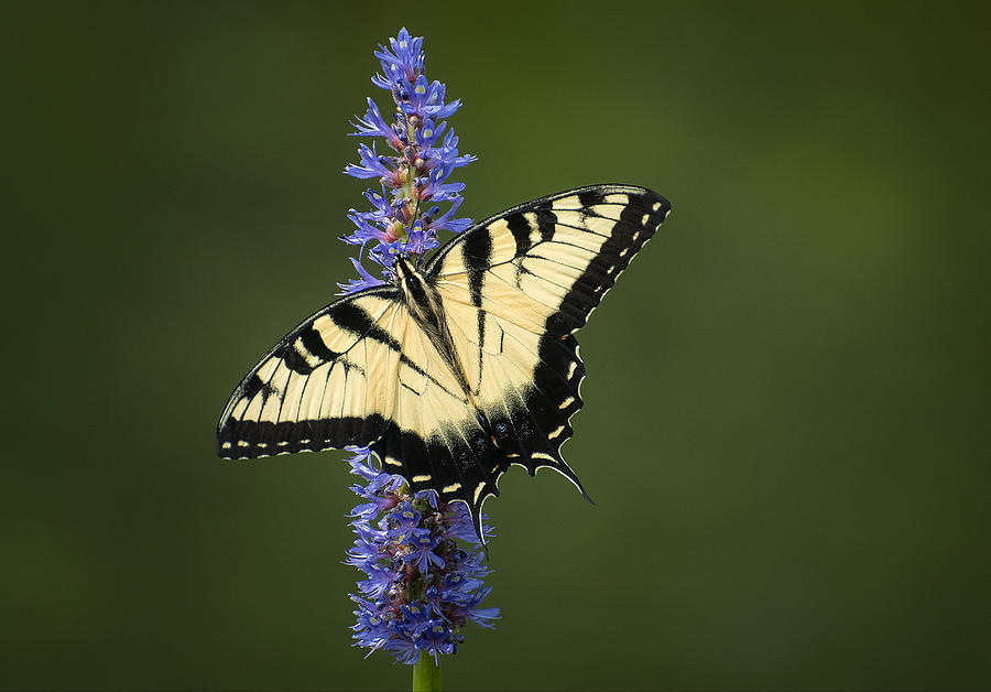 Butterfly Photograph - Eastern Tiger Swallowtail 3 by Fraida Gutovich