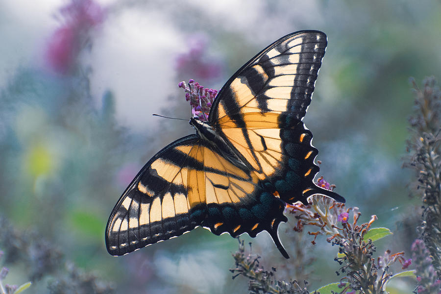 Butterfly Photograph - Eastern Tiger Swallowtail 4 by Fraida Gutovich