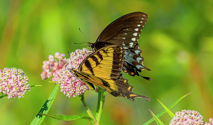 Butterfly Photograph - Eastern Tiger Swallowtail and Spicebush Swallowtail by Morris Finkelstein